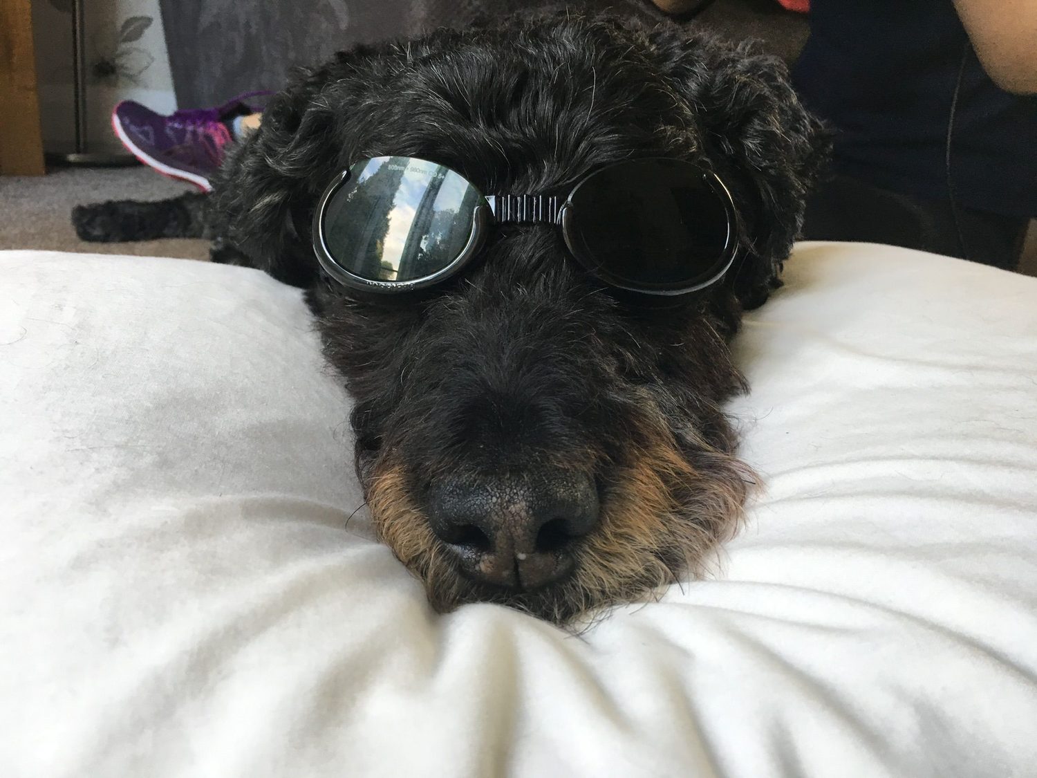 A calm dog wearing protective goggles during a Class IV laser therapy session.
