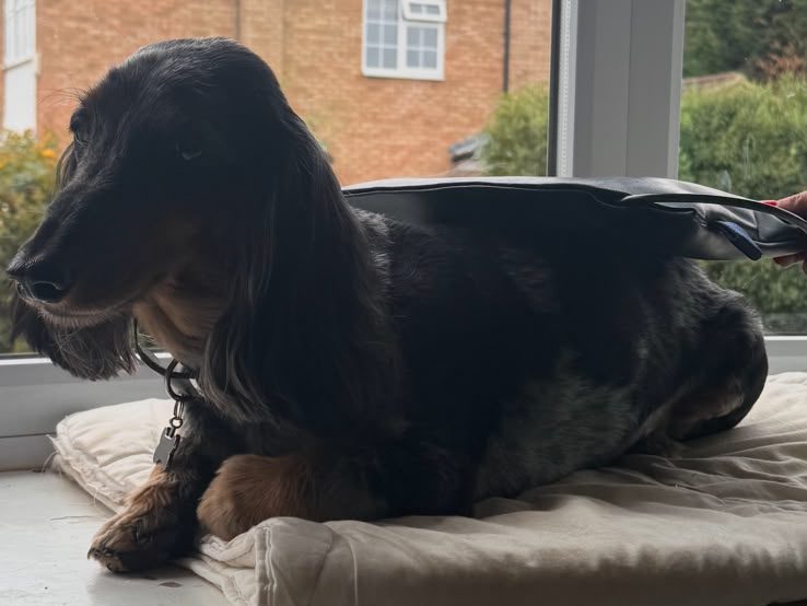 A long-haired dachshund lying calmly on a folded blanket in a sunny window, with the black PEMF therapy pad resting along their back.