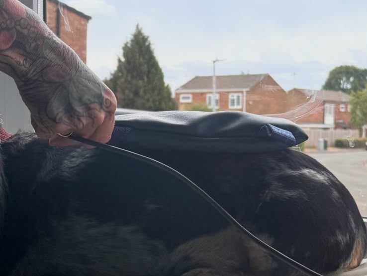 A close view of the black Biomag PEMF pad being held gently in place over a dog’s back as they lie stretched out on a blanket, its lead trailing to the unit.