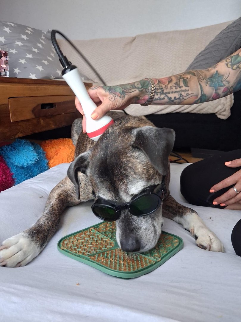 Alisa, an elderly brindle dog wearing protective goggles, licking peanut butter from a green mat while Christine treats her neck with the Class IV laser.