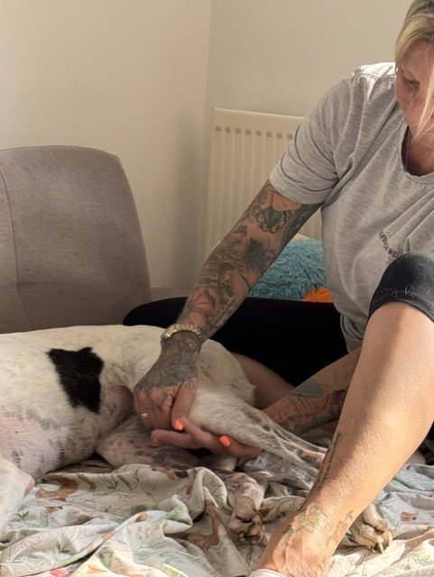 Close-up of Christine's hands gently massaging Bonnie the greyhound during a home session.