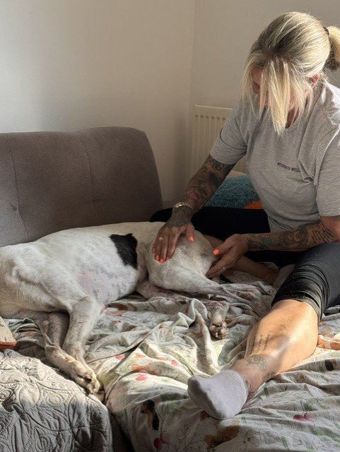 Christine giving Bonnie, a white-and-black greyhound, a gentle massage as she relaxes on her bed at home.