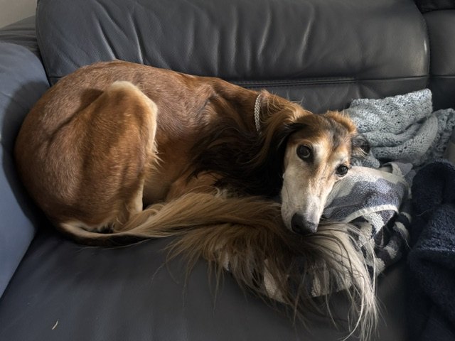 Chance, a red-and-white rescue Saluki, curled up on a grey sofa with his head resting on a folded blanket.